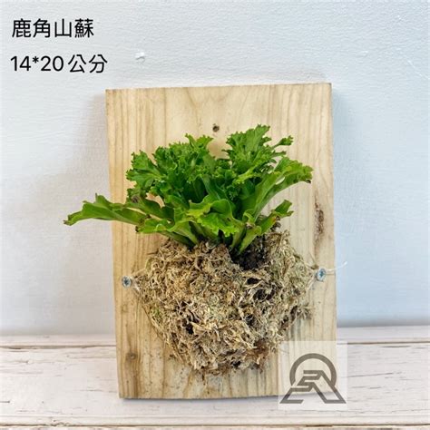 鹿角山蘇風水|辦公桌擺設植物指南：提升運勢與效率的辦公室植物秘訣